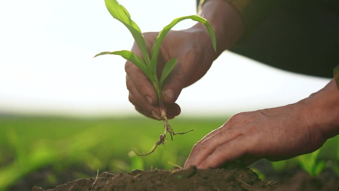 Rootstock Hits Record Merged Mining Amid Q1 User Decline